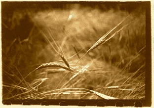 wheat