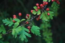 Hawthorn