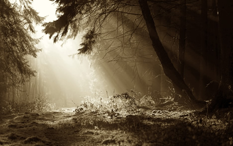 The Lost Forest