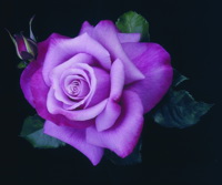 Purple Rose