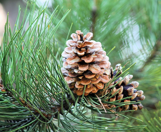 Pine Cones