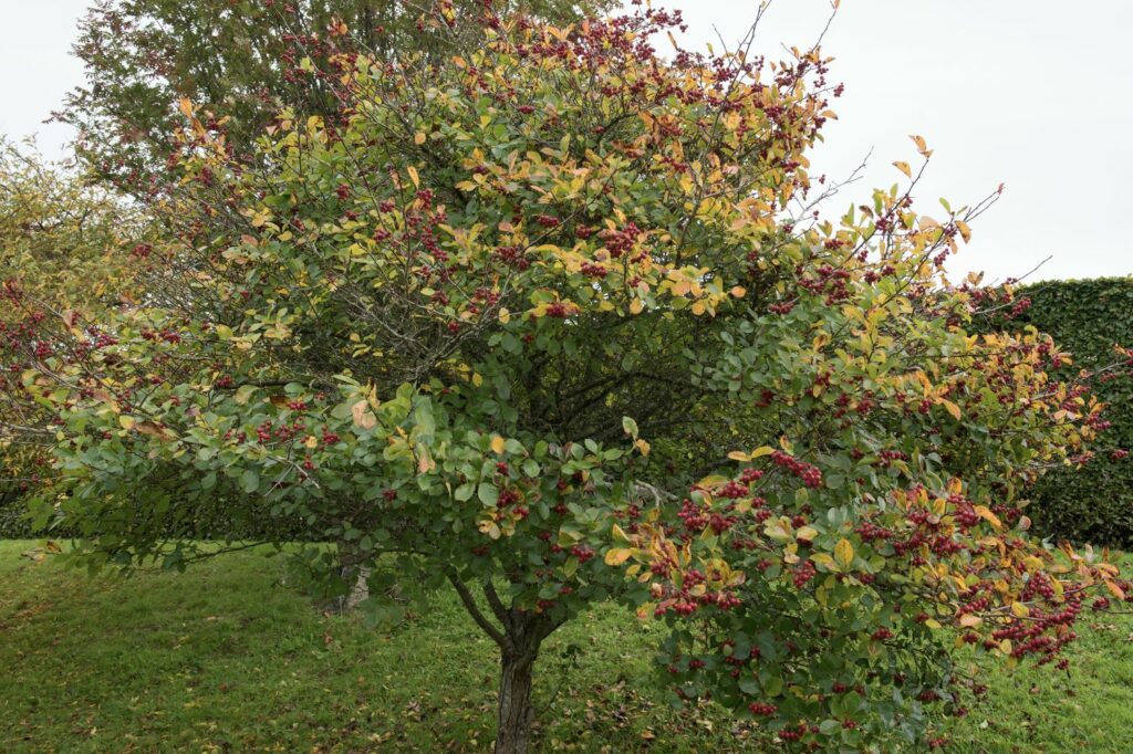 Hawthorn